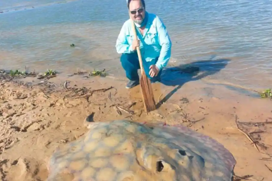 Pescaron una raya de más de cien kilos en el río Paraná