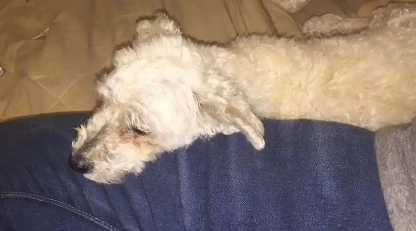 Video: un árbitro pateó a una perrita
