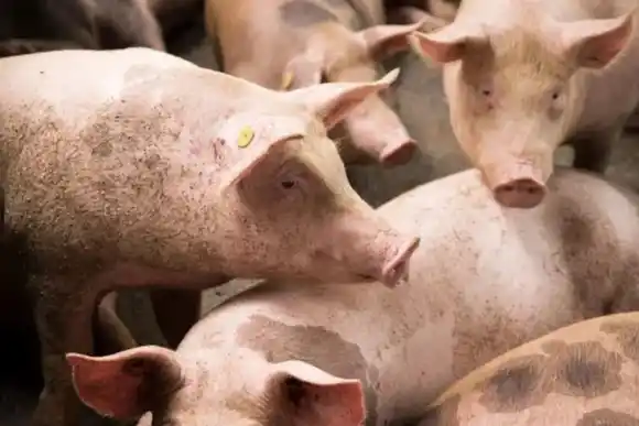 Se notificaron tres casos Triquinosis en Córdoba: qué alimentos recomiendan evitar