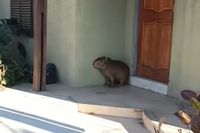 Rescataron un carpincho en la zona céntrica de Tandil