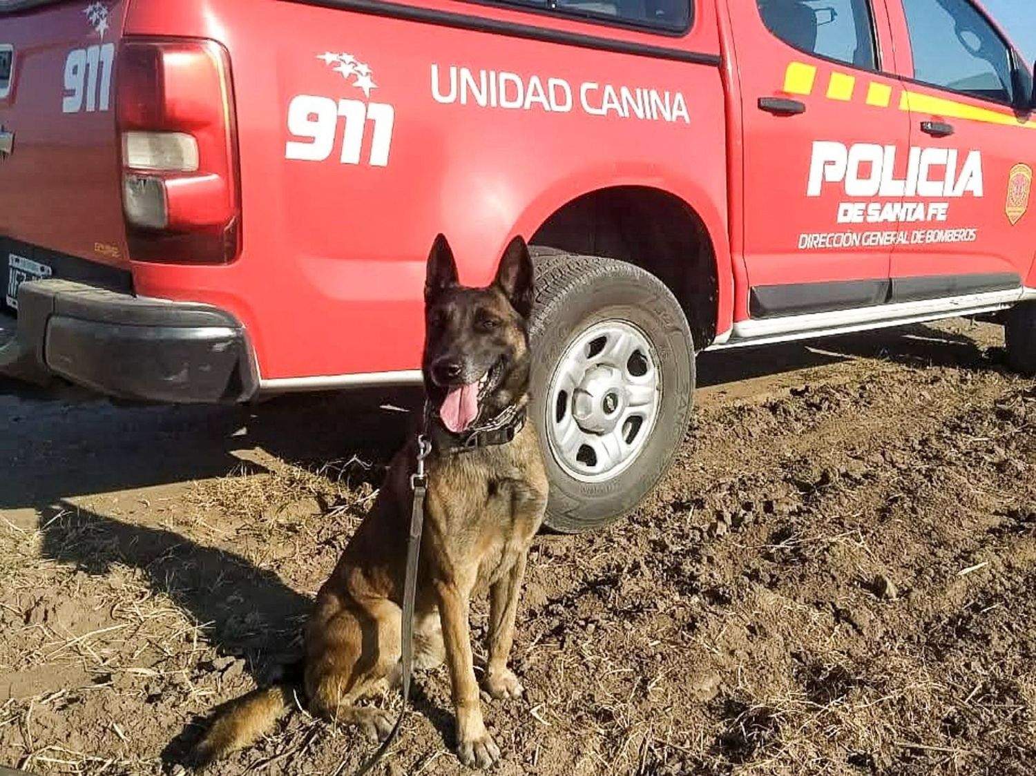 perro rescatista2