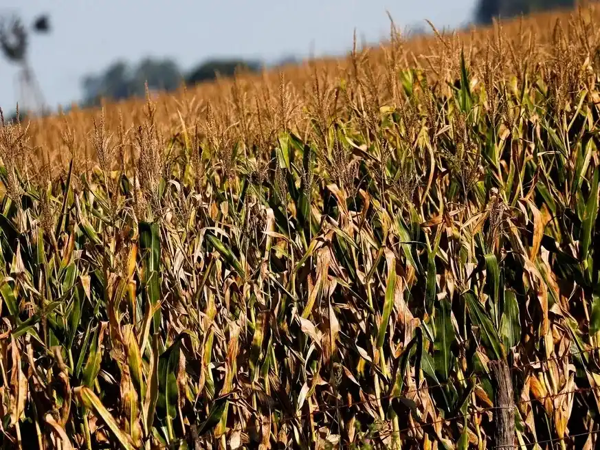 La entidad decidió ajustar al alza la superficie estimada de maíz, elevándola a 8,1 millones de hectáreas.