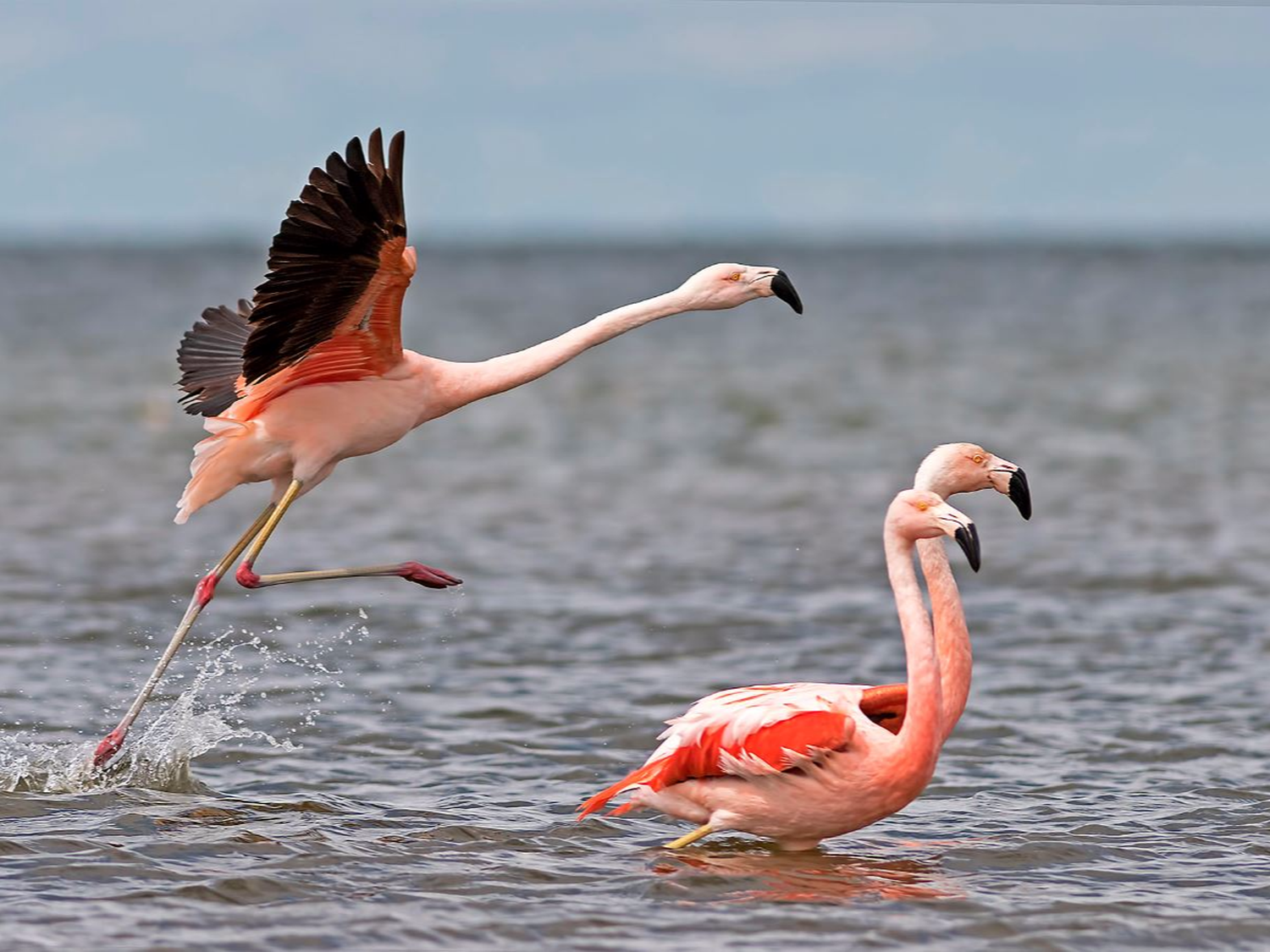 Las aves de Ansenuza, en los ojos del mundo 