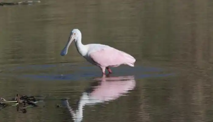 Pato o flamenco: el ave de Cantando en el Río es una “espátula rosada”