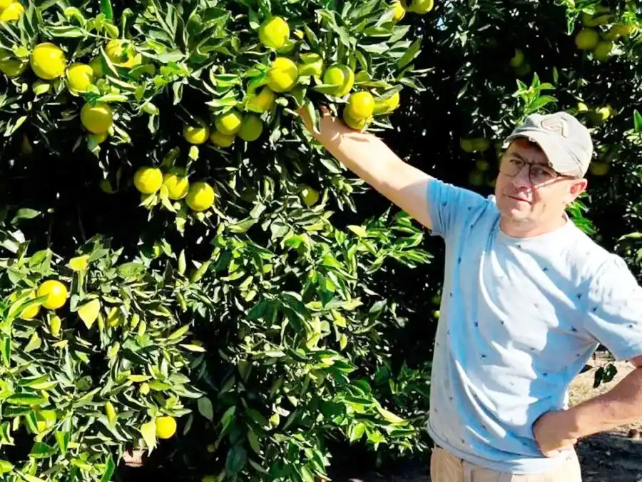 Aseguran que vender una naranja cuesta más de lo que pagan