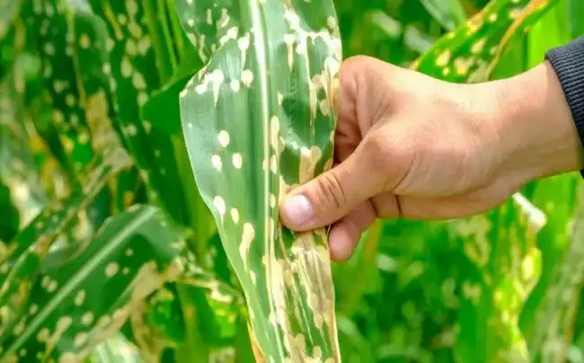 Alerta sanitaria en el maíz: la mancha blanca gana terreno y obliga a estar atentos a los productores