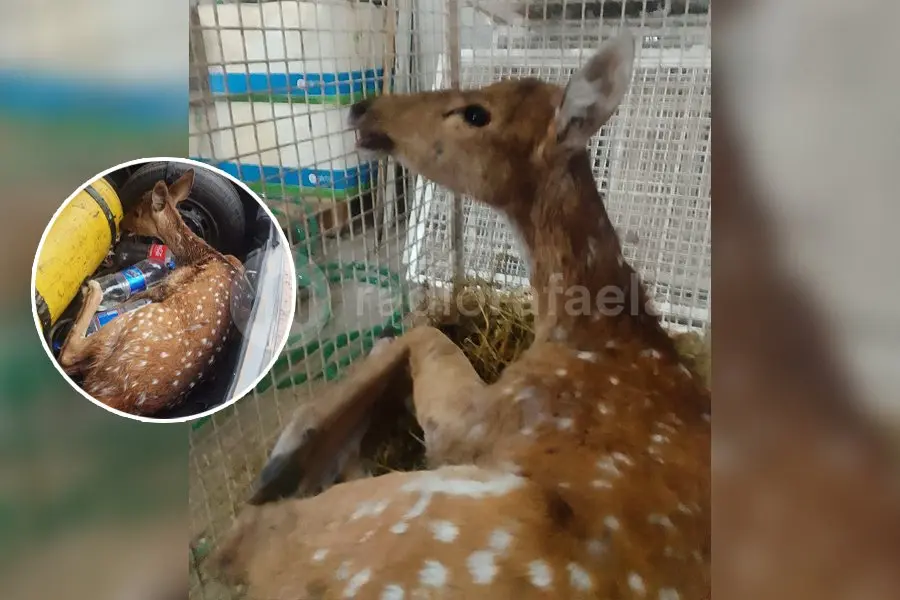 Encontraron un “bambi” que estaba siendo atacado por un grupo de perros en el Suroeste de Rafaela
