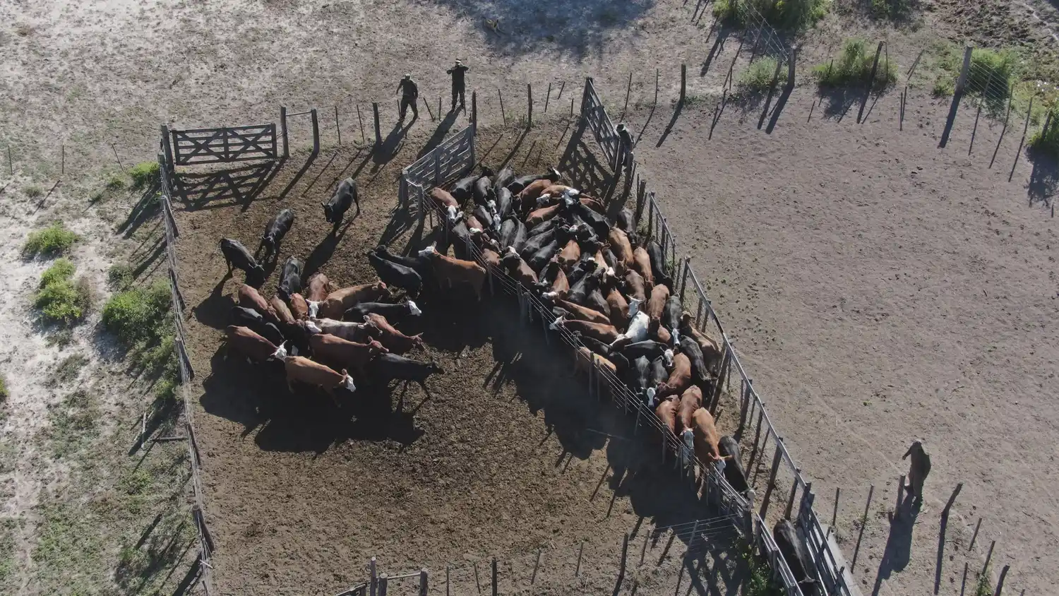 Recuperaron 77 vacunos robados y detuvieron a tres personas por abigeato