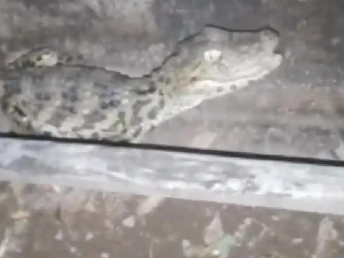 Escuchó ruidos y encontró un yacaré en el patio de su casa