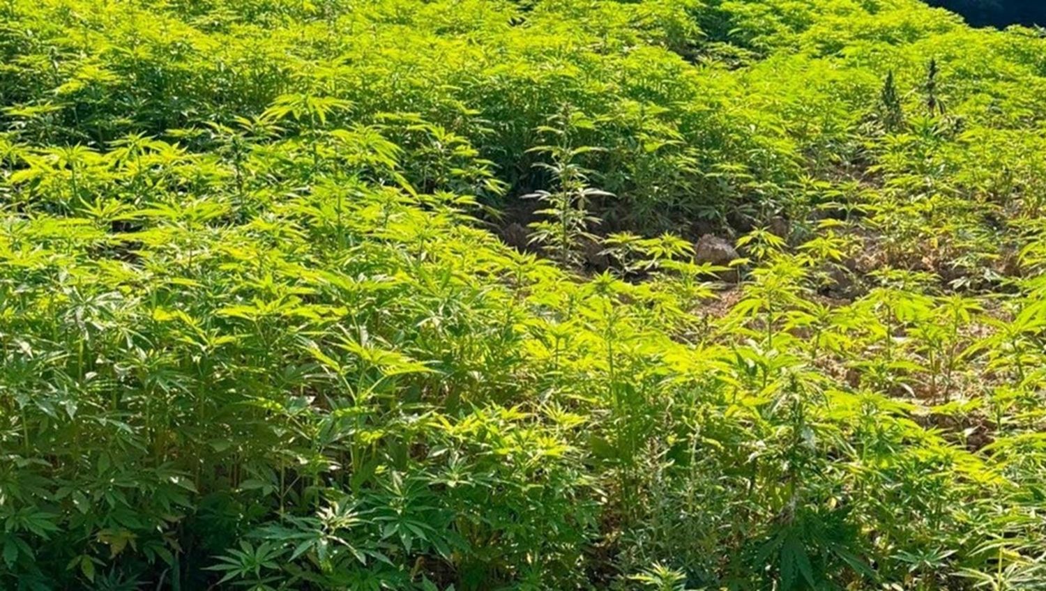 Una de las fotos que divulgó la policía de la inmensa plantación.