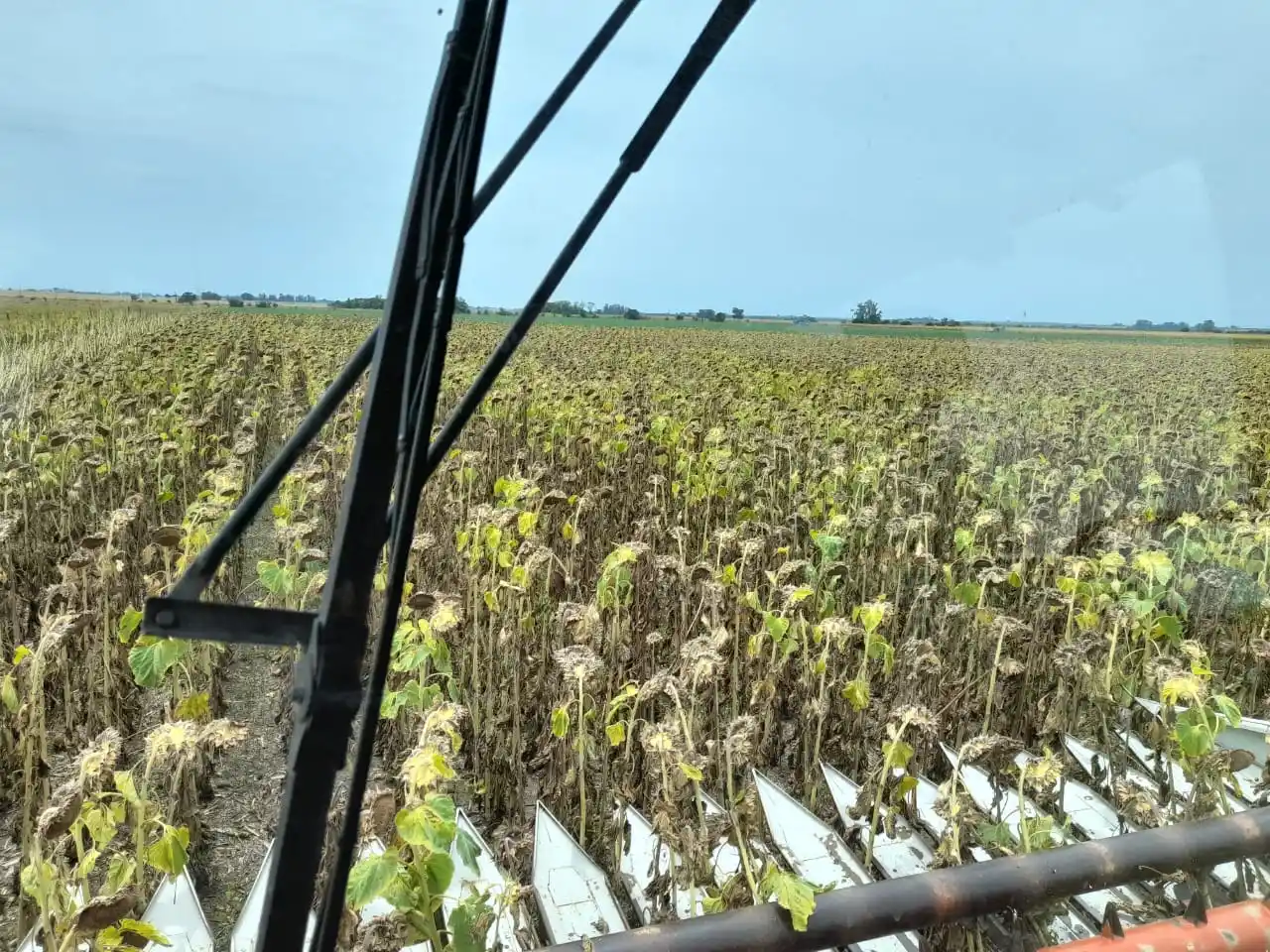 La Bolsa de Cereales espera que las precipitaciones pronosticadas para este viernes sean “el auxilio”