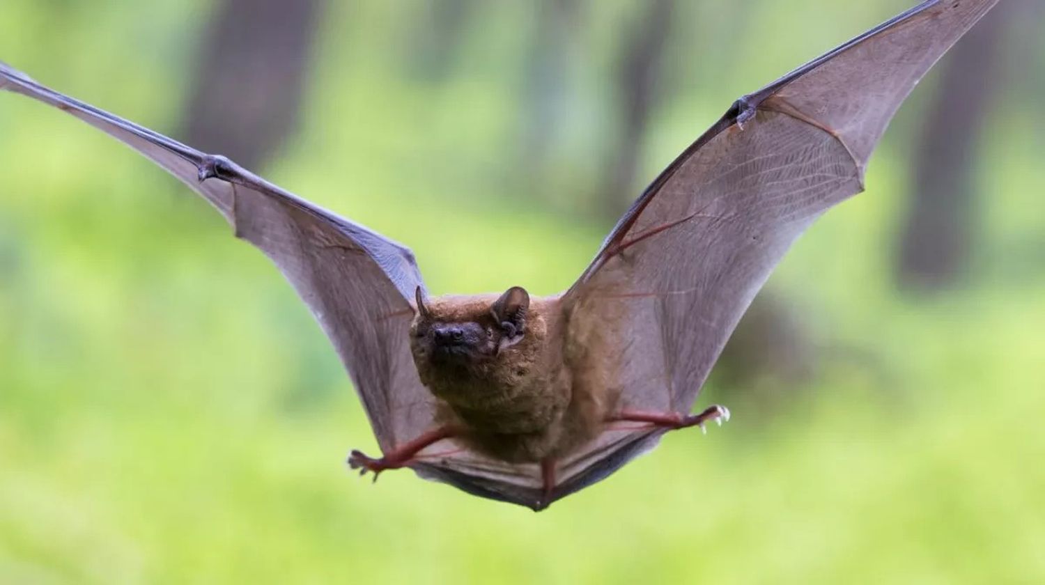 Patagones: Por la aparición de un murciélago con rabia, refuerzan la vacunación a mascotas