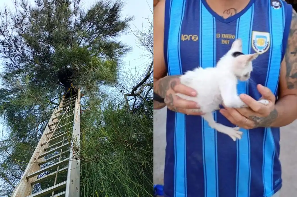 Un gatito quedó atrapado en la copa de un pino a siete metros de altura y tuvo que ser rescatado por Bomberos