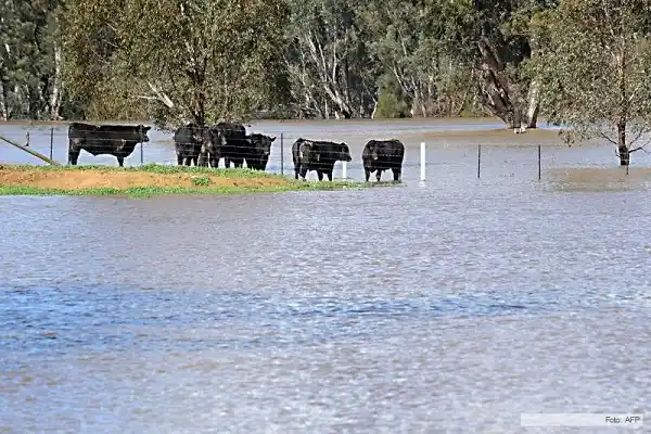 Aseguran que es “caótica” la situación en Ibicuy por los campos inundados 