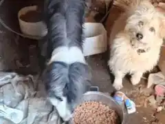 Buscan tránsito para dos perros que habían abandonado en un galpón