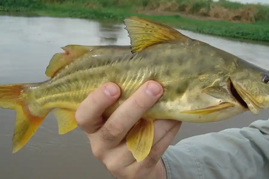 Ya se paplita la Fiesta Nacional y Provincial del Amarillo: "Es una de las fiestas más importantes que tenemos en el distrito"