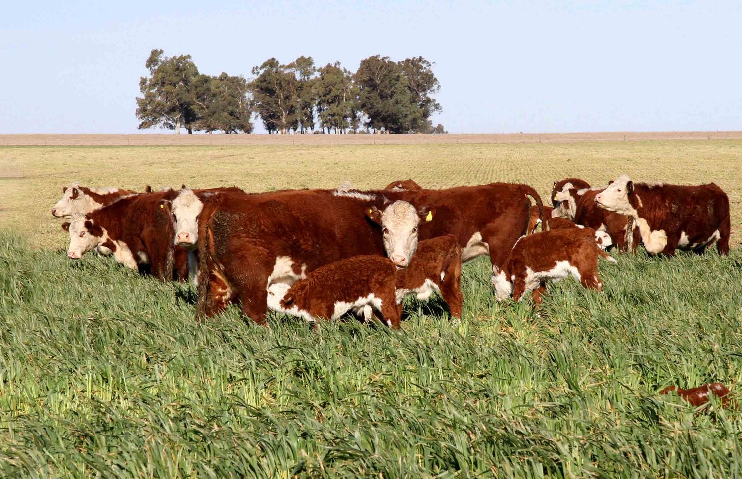 Cómo interpretar el crecimiento del stock argentino en 2022