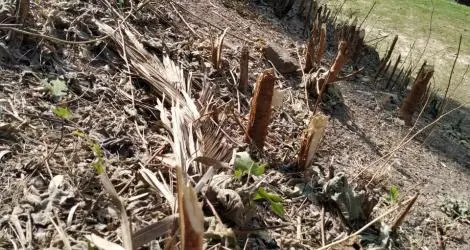Reporte: Barranca peligrosa