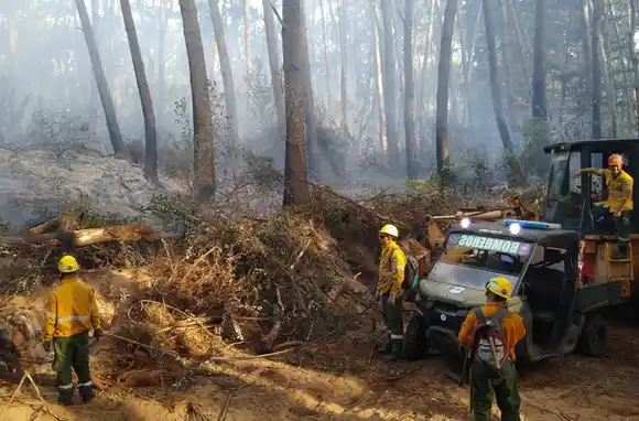 Ayuda marplatense para apagar incendios forestales en Cariló y Tandil