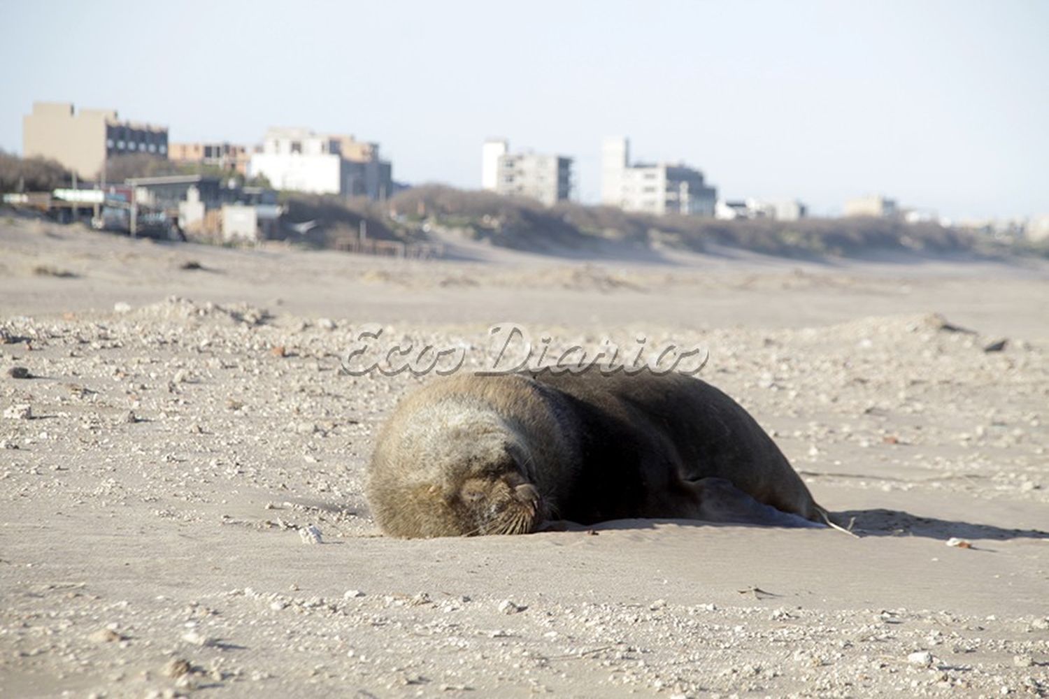 Pese al notable descenso de las muertes de lobos, por ahora no se podrá ingresar a la escollera