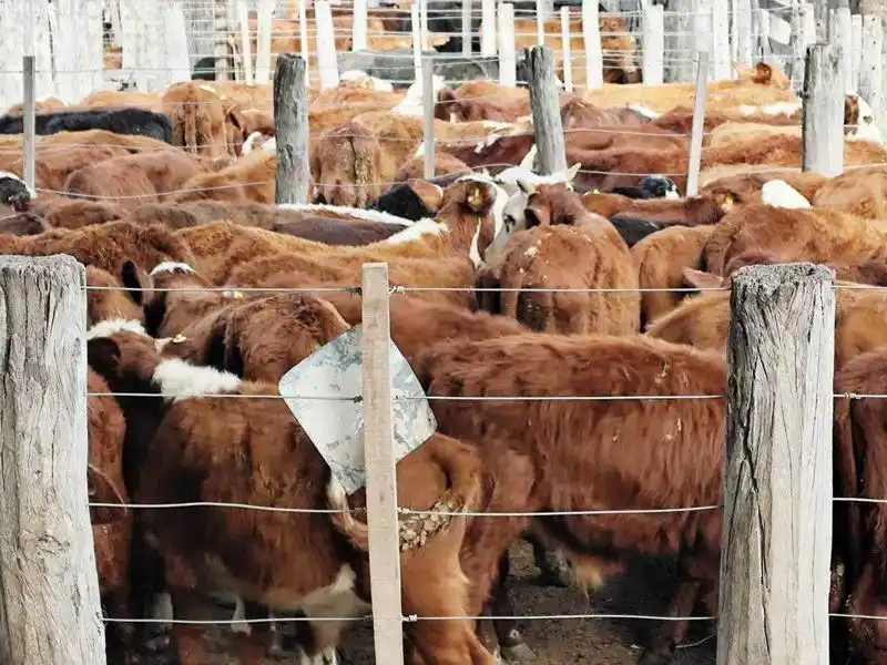 Remate ganadero: destacan apoyo del
Gobierno provincial a pequeños productores