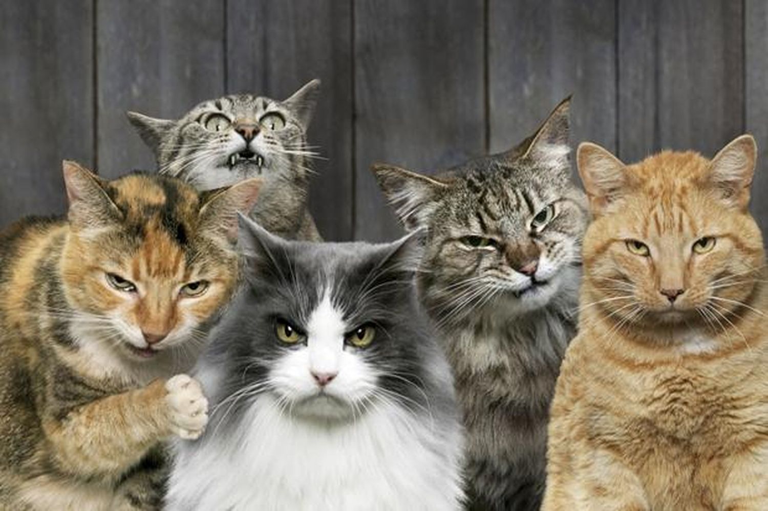 ¡Fin del secreto! Ya se sabe por qué los gatos van perdiendo el apetito