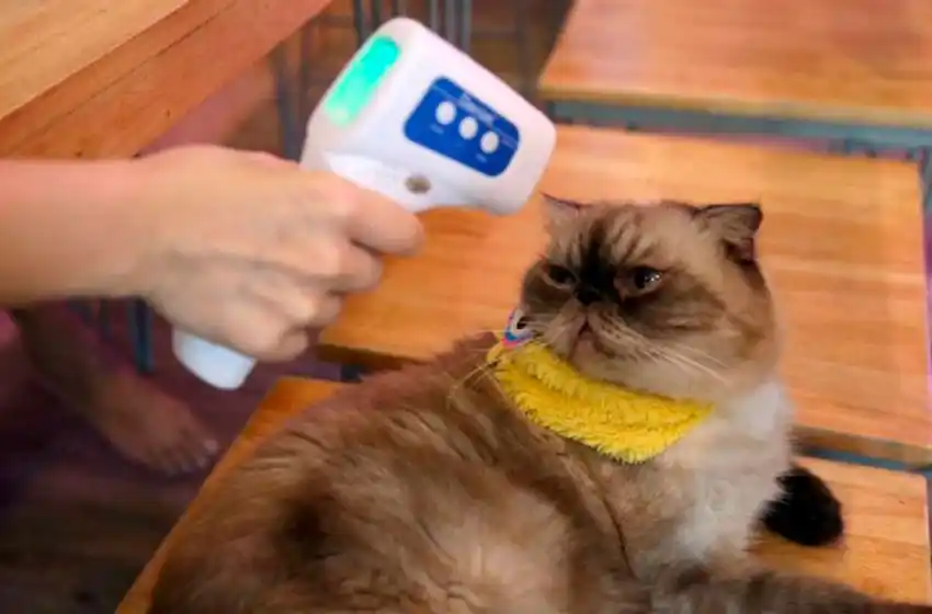 Seúl hará el test del coronavirus a gatos y perros domésticos con síntomas