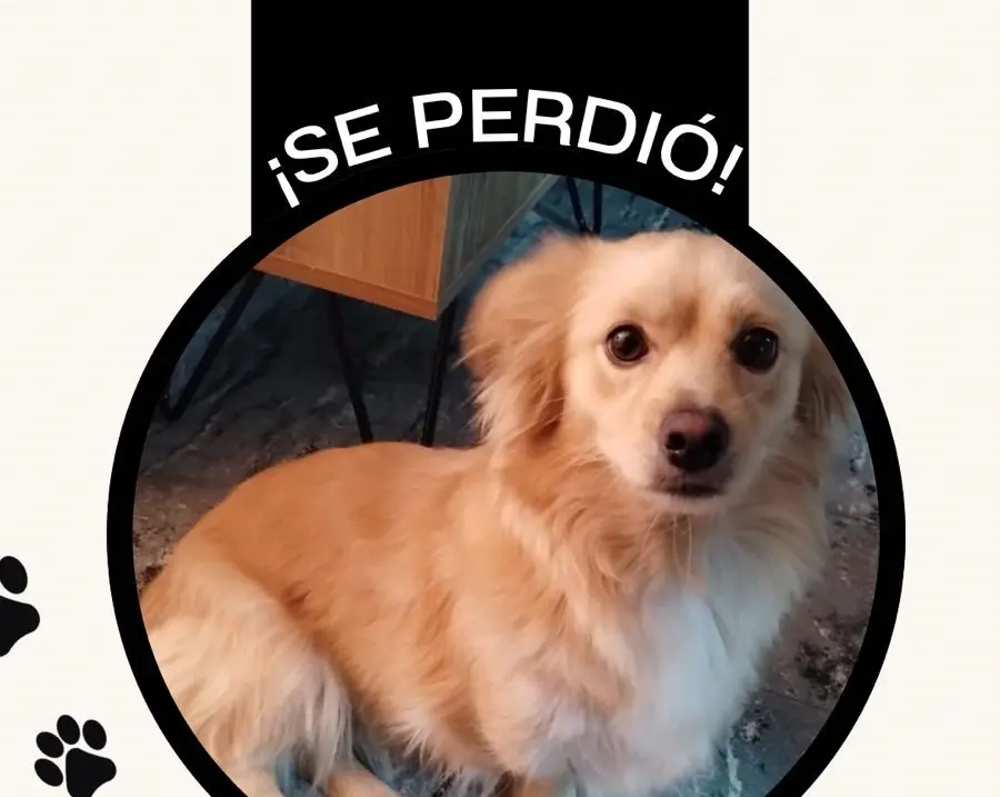 Mascotas: dueños buscan a Pía