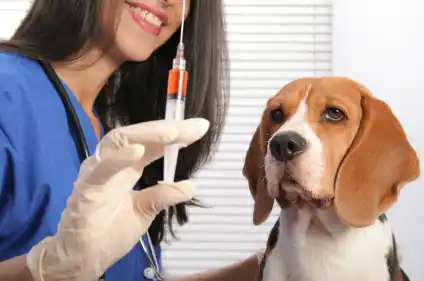 Hoy se vacunará a perros y gatos 