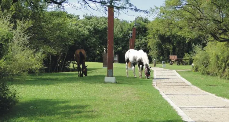 Preocupación y controles por caballos  sueltos en Obligado