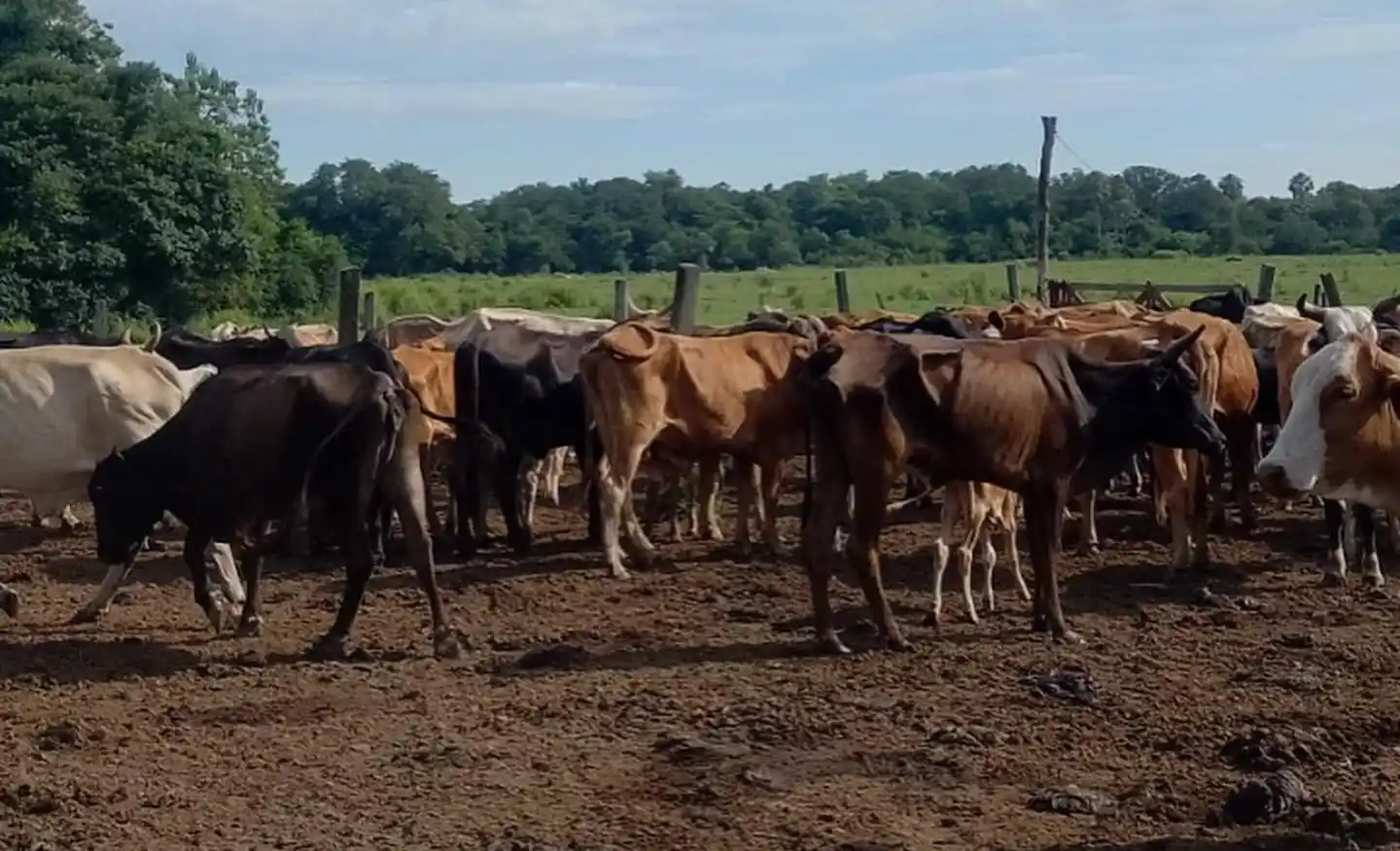 Vacunación contra Rabia Paresiante para Pequeños Productores en El Colorado
