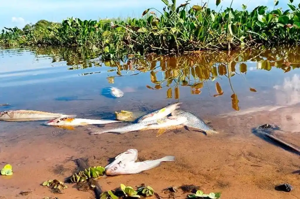 Alerta en la costa santafesina por la elevada mortandad de peces