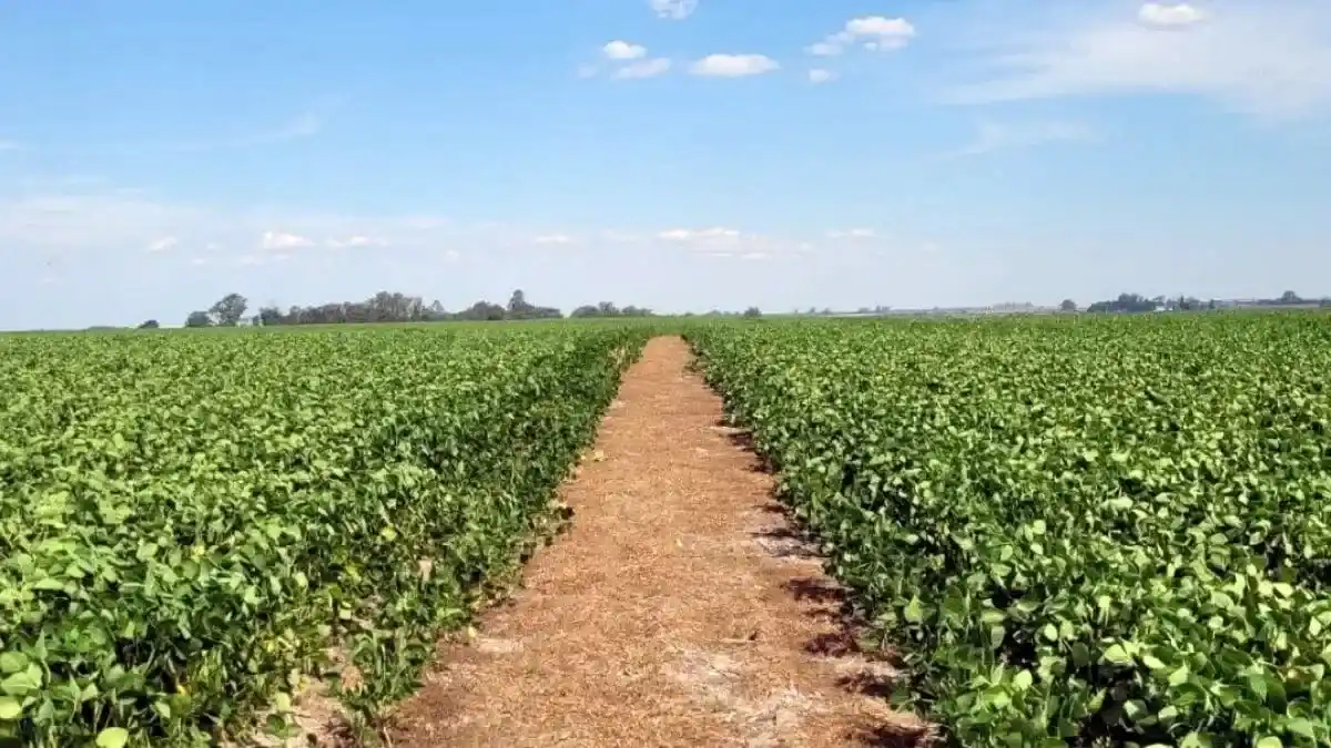 El carbono encontró un nuevo aliado en el campo argentino