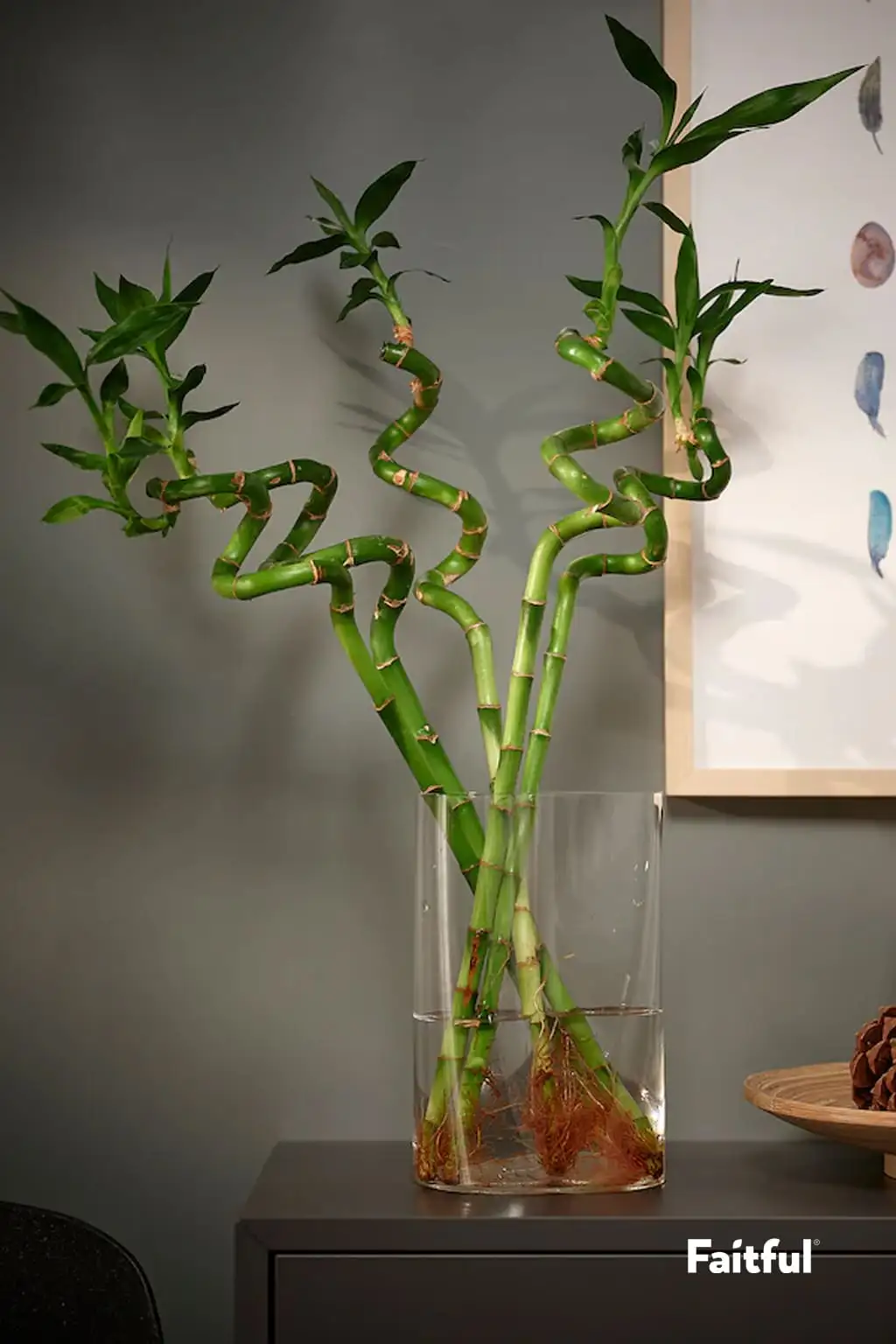 ambú de la suerte (Dracaena sanderiana)