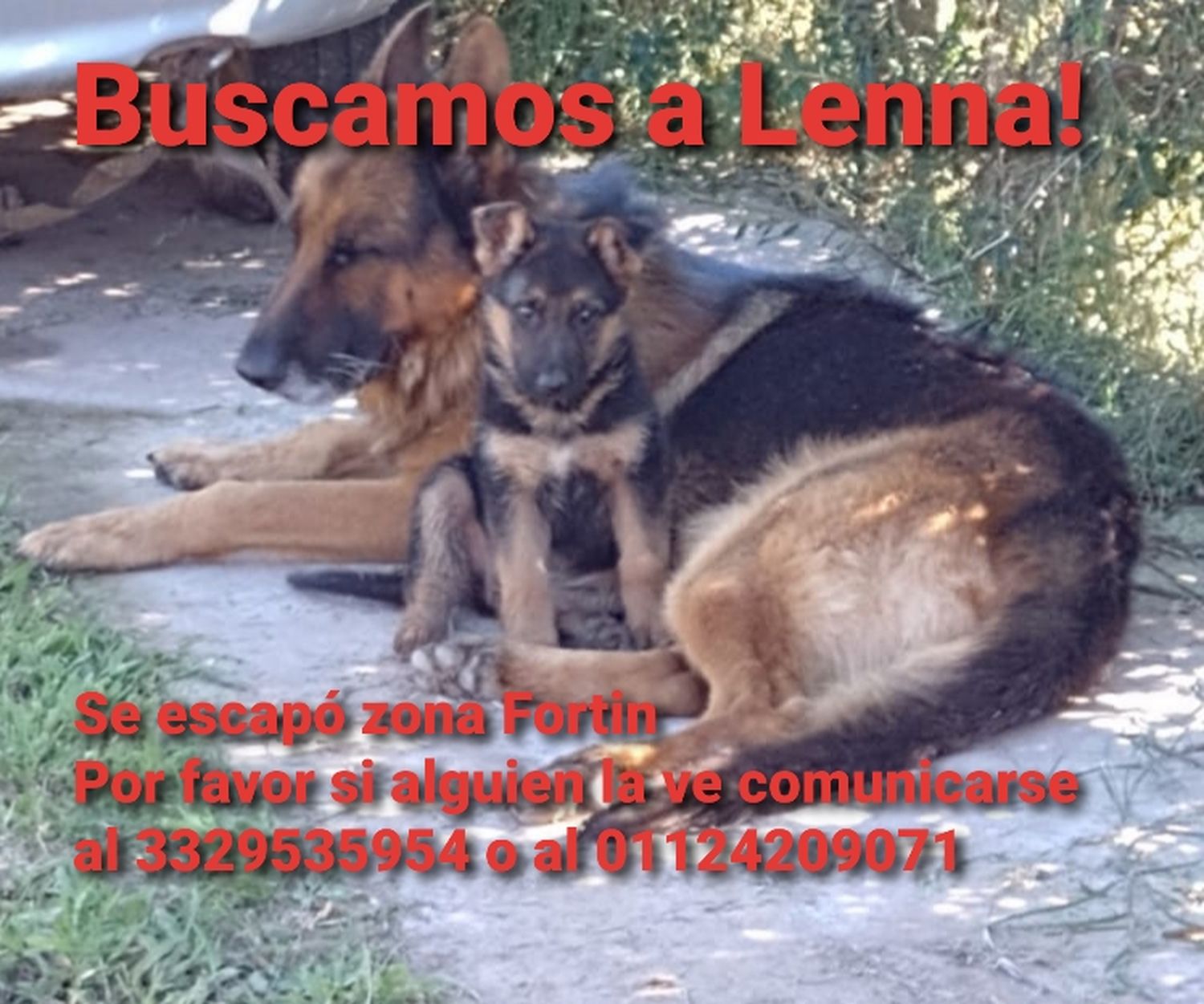 Buscan a Lenna