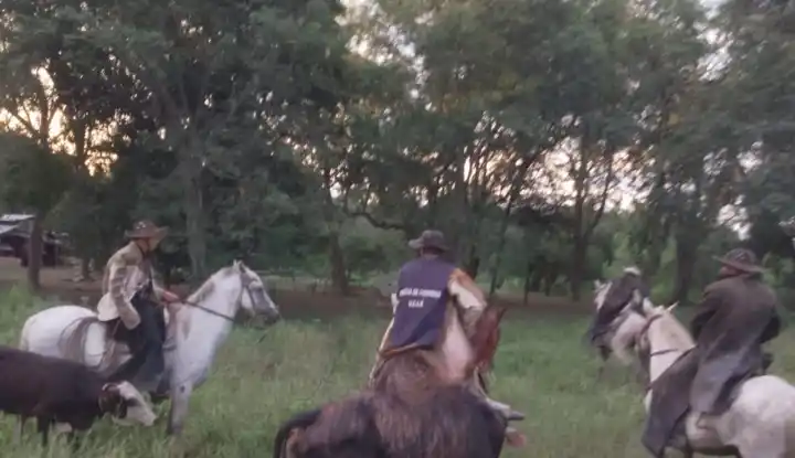 Operativo policial recuperó ganado robado tras una emboscada en el monte