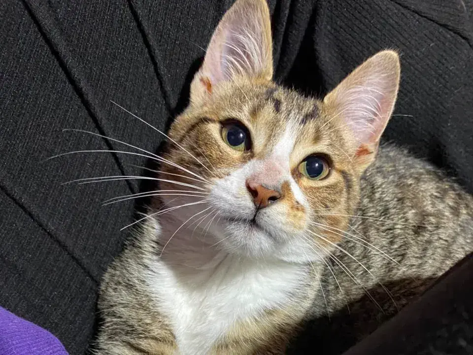 Buscan a una gatita perdida