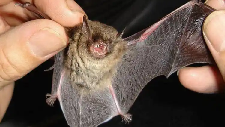 Urgente: Activaron el protocolo de bloqueo preventivo por un caso de rabia en un murciélago
