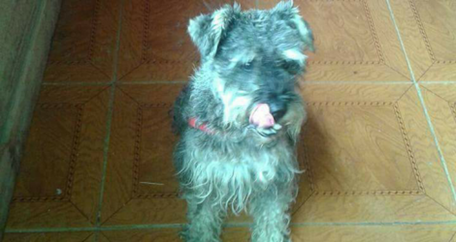 Mascota encontrada