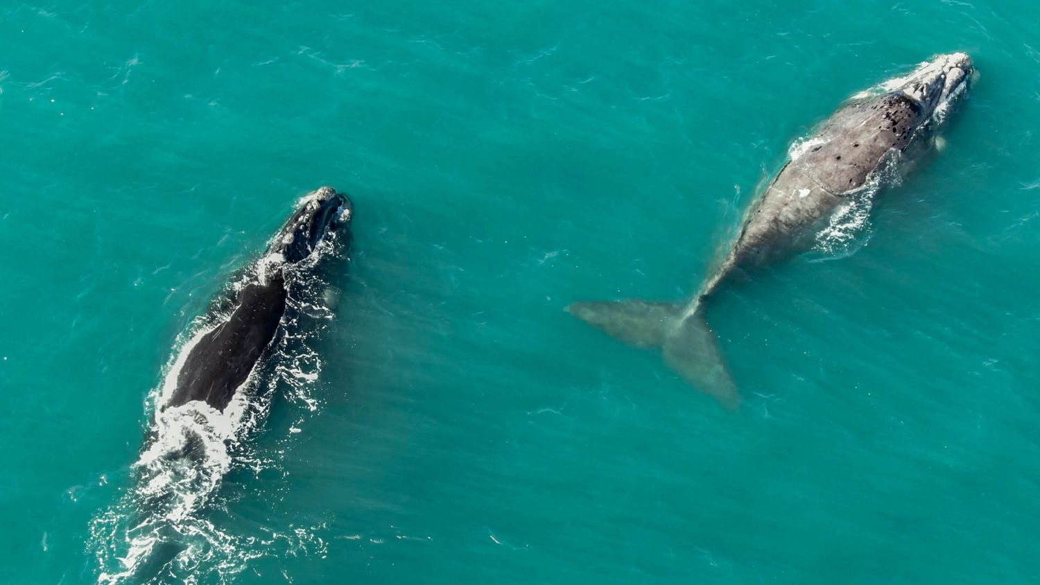 Las ballenas Francas Australes: Un espectáculo inesperado en las costas de Miramar
