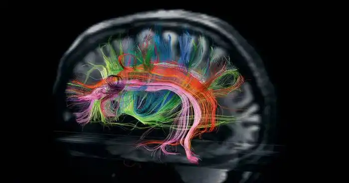 El Atlas más completo del cerebro desvela sus secretos