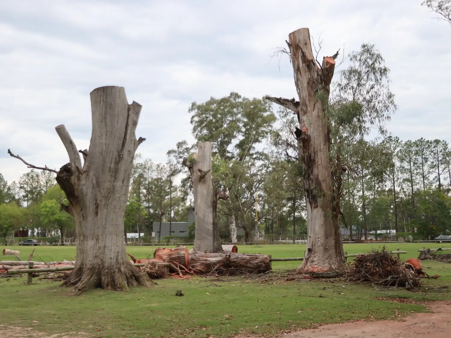 Avanzan las tareas de mantenimiento preventivo sobre los eucaliptos del Parque Unzué