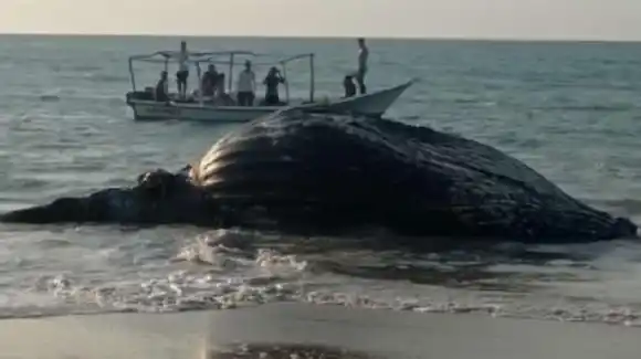 Encuentran una ballena en estado de descomposición en playa de Nueva Esparta (VIDEO)