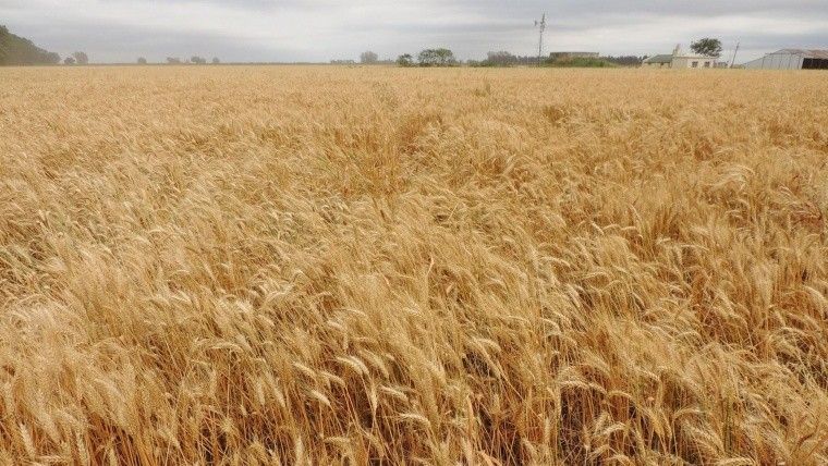 Las lluvias mejoraron la condición del maíz de segunda de Entre Ríos