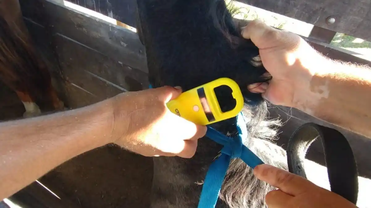 "Chipean" caballos retenidos en la vía pública para mejorar el control sanitario en la ciudad