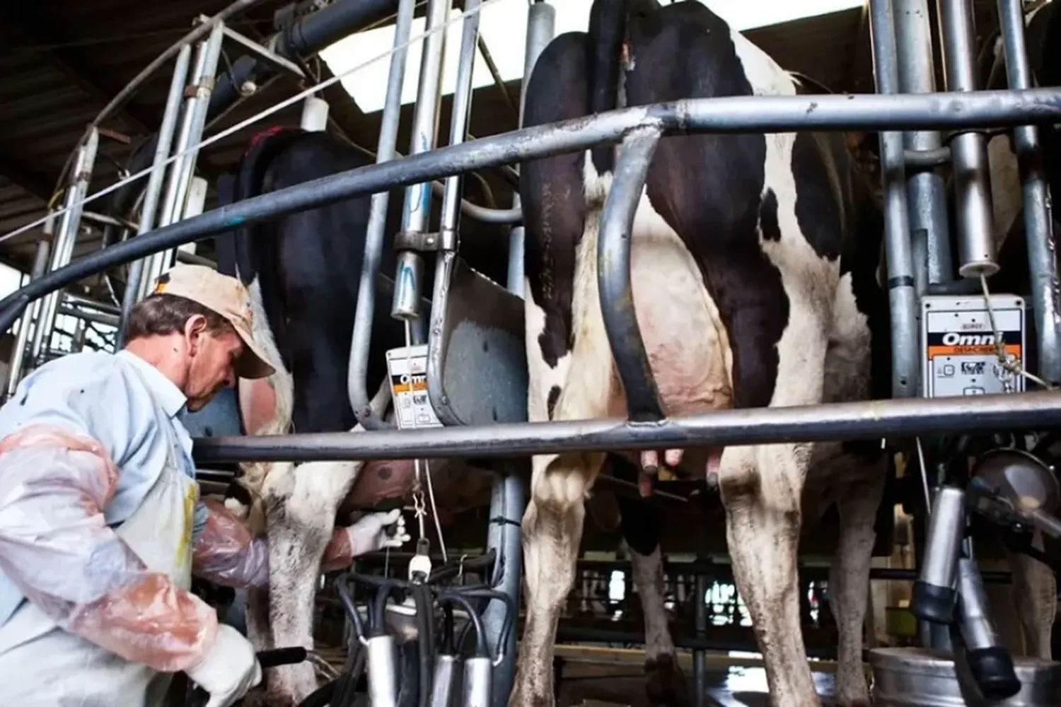 Presentarán una línea de créditos a tasa 0 % para el sector tambero