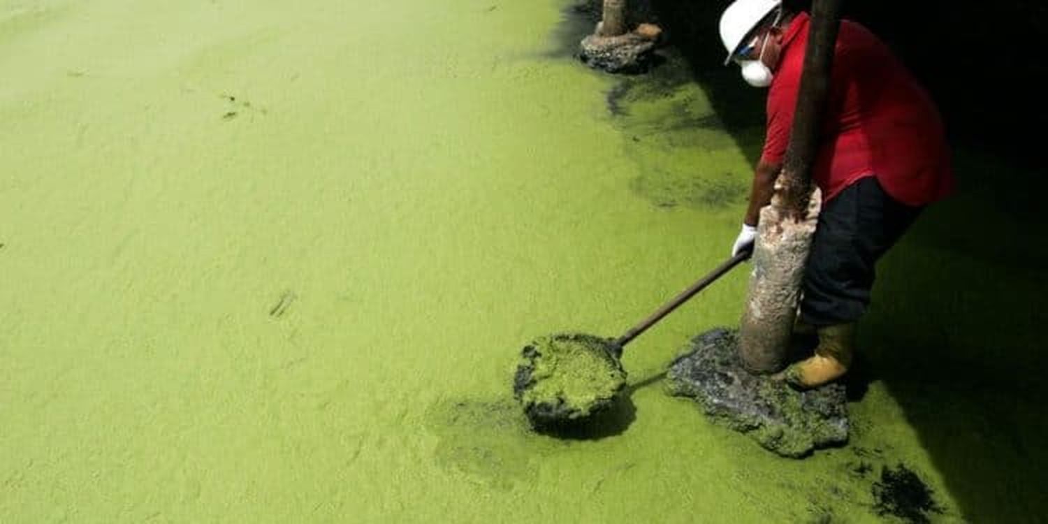 Algas alimentadas por la contaminación cubren de verde el lago de Maracaibo