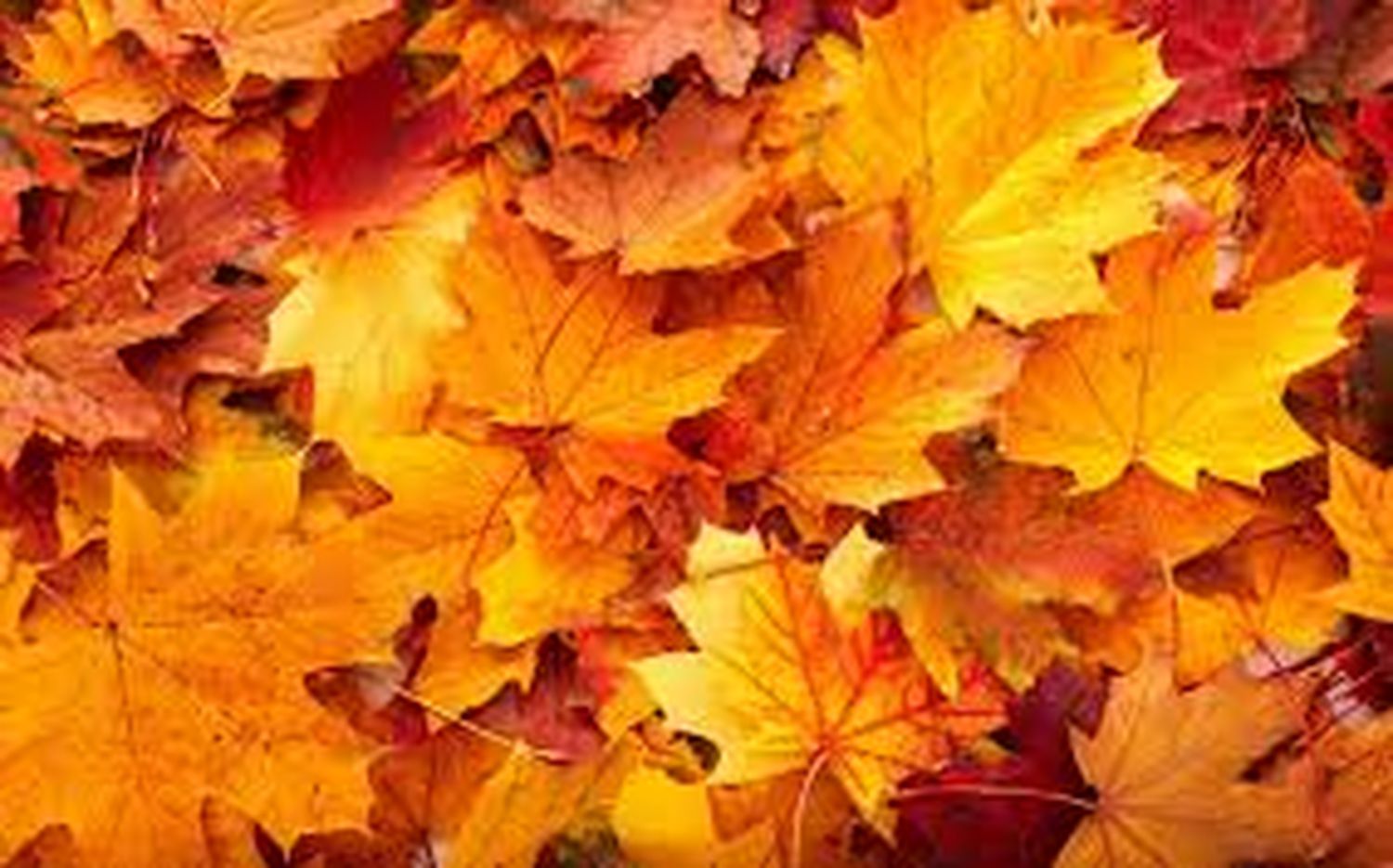 Hemos ‘caído’ en el otoño fiel    