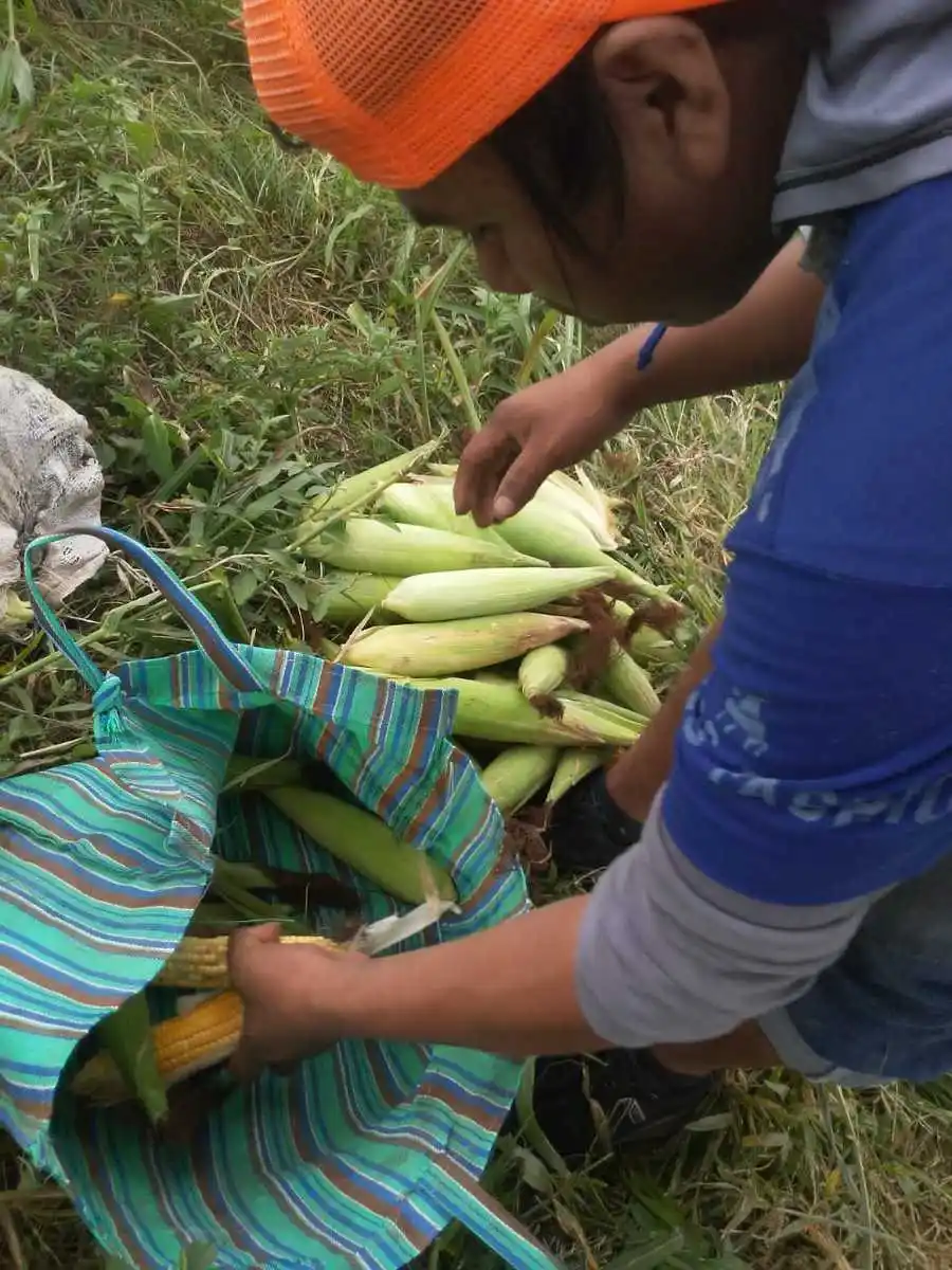 Más familias paipperas aborígenes suman su producción al Plan Nutrir