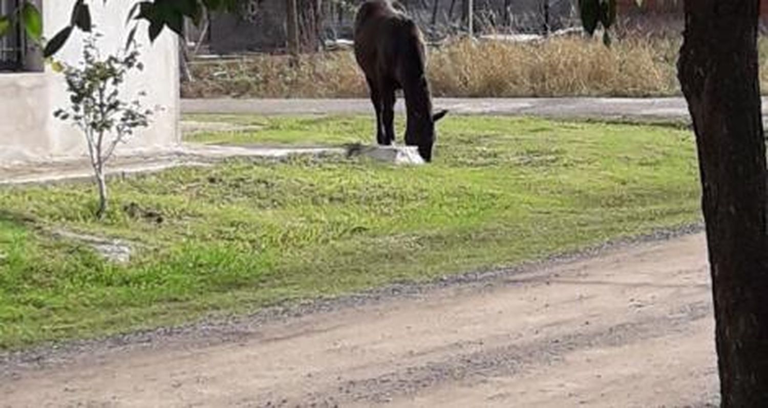 Caballos sueltos: hay autos rayados, causan accidentes, arruinan los frentes